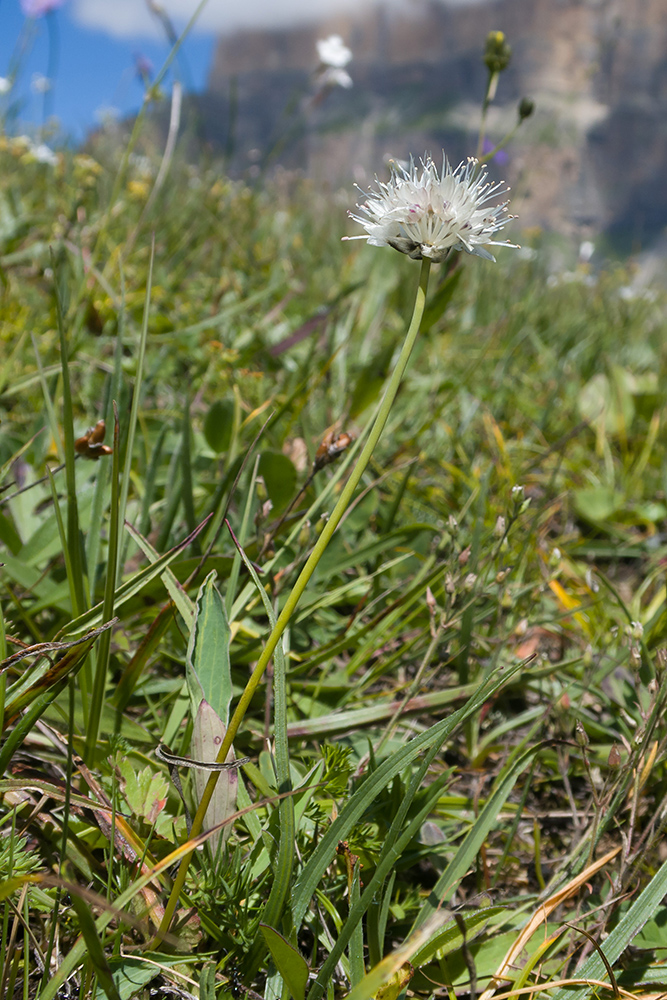 Image of Allium pseudostrictum specimen.