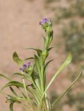 View full-size image Calandrinia ciliata