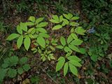 Смотреть изображение Caulophyllum robustum