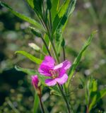 Смотреть изображение Epilobium hirsutum
