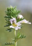 View full-size image genus Euphrasia