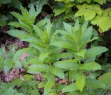 Смотреть изображение Gadellia lactiflora