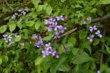 View full-size image Hesperis matronalis