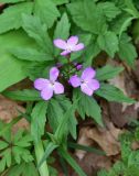 View full-size image Cardamine quinquefolia