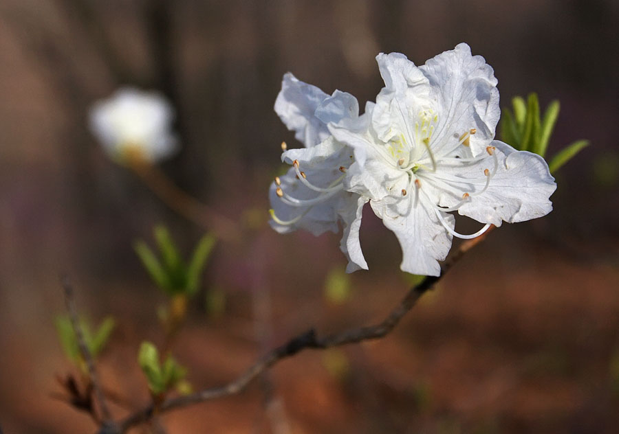 Image of Rhododendron mucronulatum specimen.