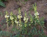 View full-size image Onobrychis kachetica