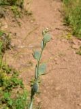 View full-size image Fibigia clypeata