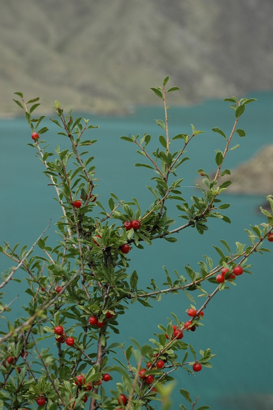 Image of Cerasus tianshanica specimen.