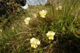Viola oreades. Цветущие растения. Северный склон Эльбруса, урочище Ирахик-Тюз, выс. 2570 м н.у.м. Середина июня 2011 г.