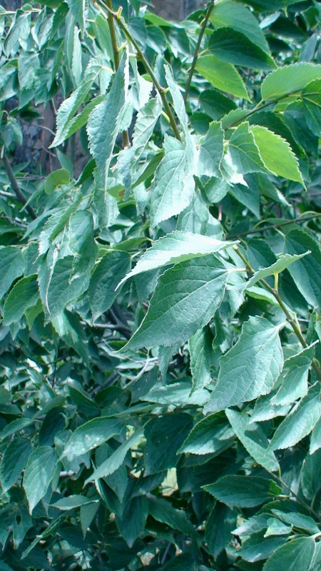 Image of Celtis caucasica specimen.