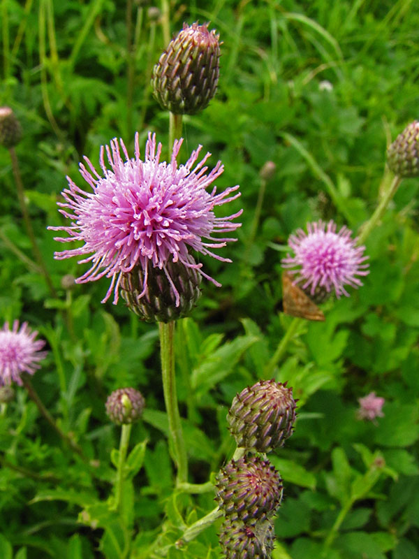 Изображение особи Cirsium arvense.