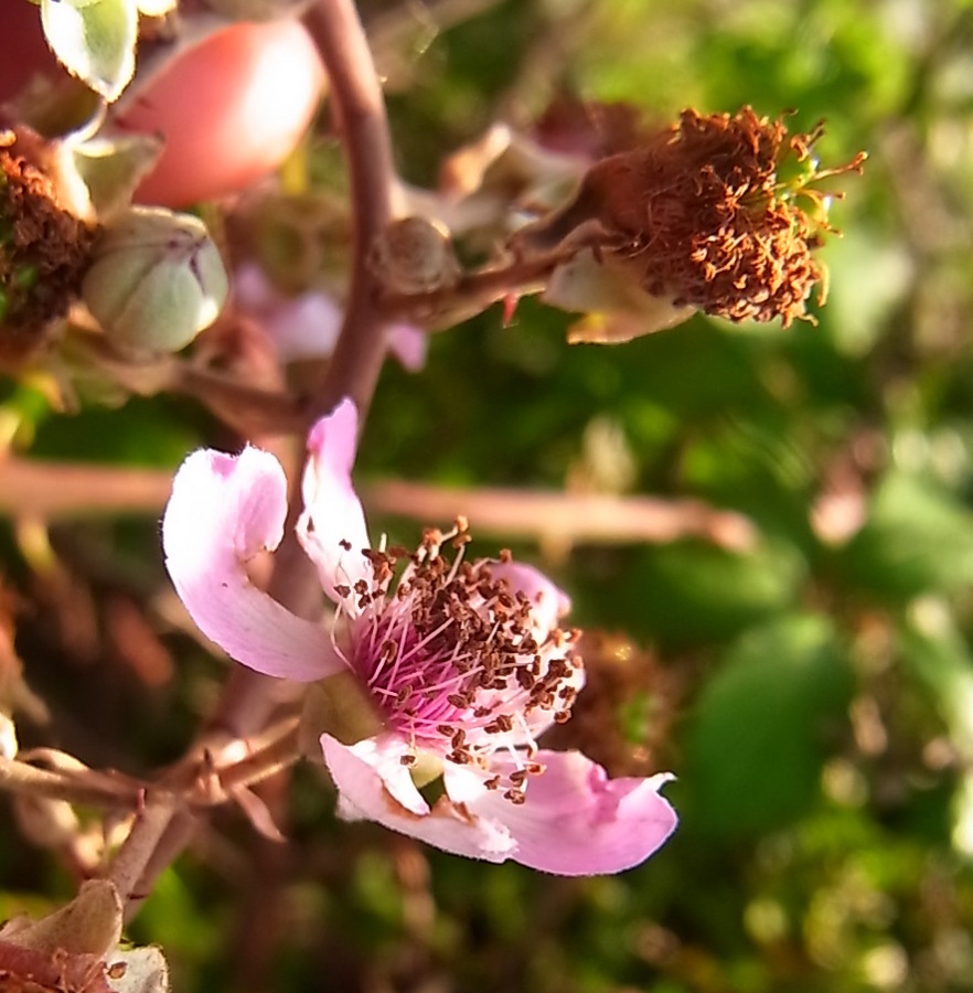 Image of Rubus ulmifolius specimen.