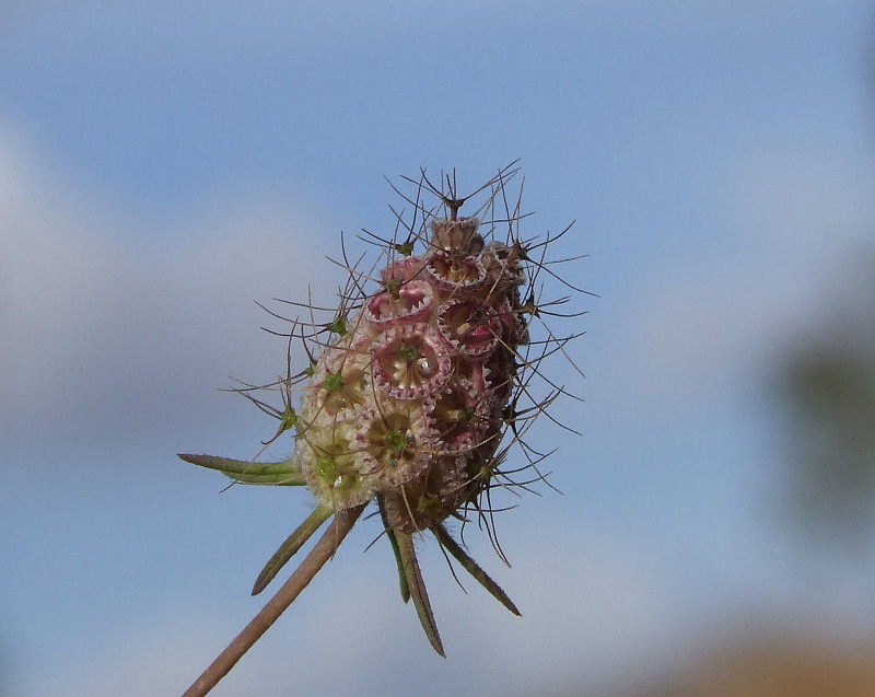 Image of Sixalix arenaria specimen.