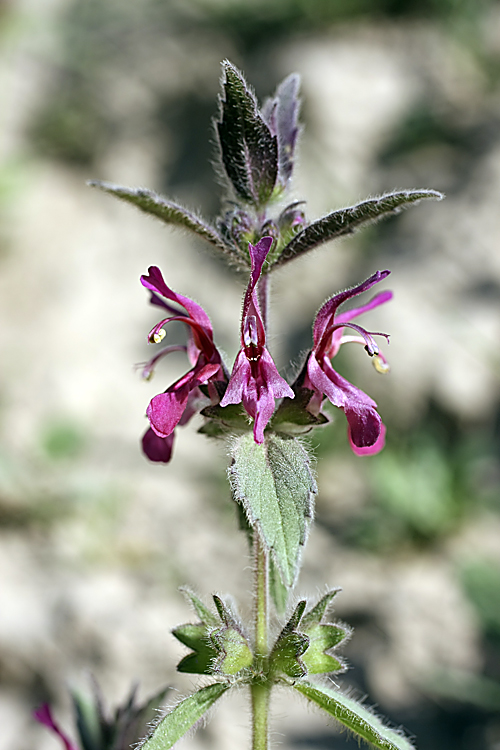 Image of Hypogomphia purpurea specimen.