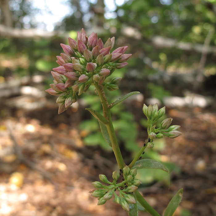 Image of Hylotelephium triphyllum specimen.