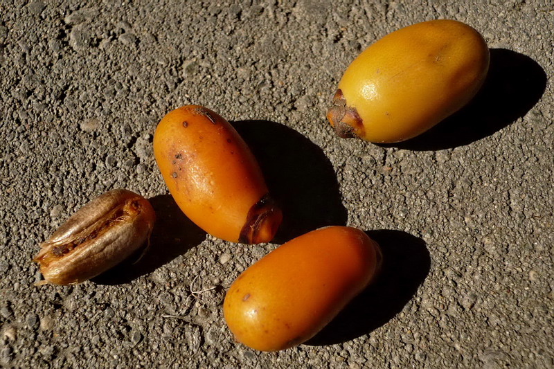 Image of Phoenix canariensis specimen.