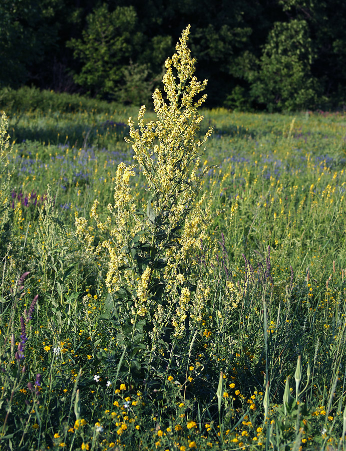 Изображение особи Verbascum lychnitis.