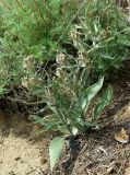 Rhinopetalum karelinii. Плодоносящее растение. Казахстан, Кызылординская область, окр. г. Аральск, песчаная пустыня. 26.04.2011.