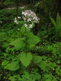 Lunaria rediviva. Цветущее растение в буковом лесу. Раховский район Закарпатской области, Украина. 3 мая 2008 г.