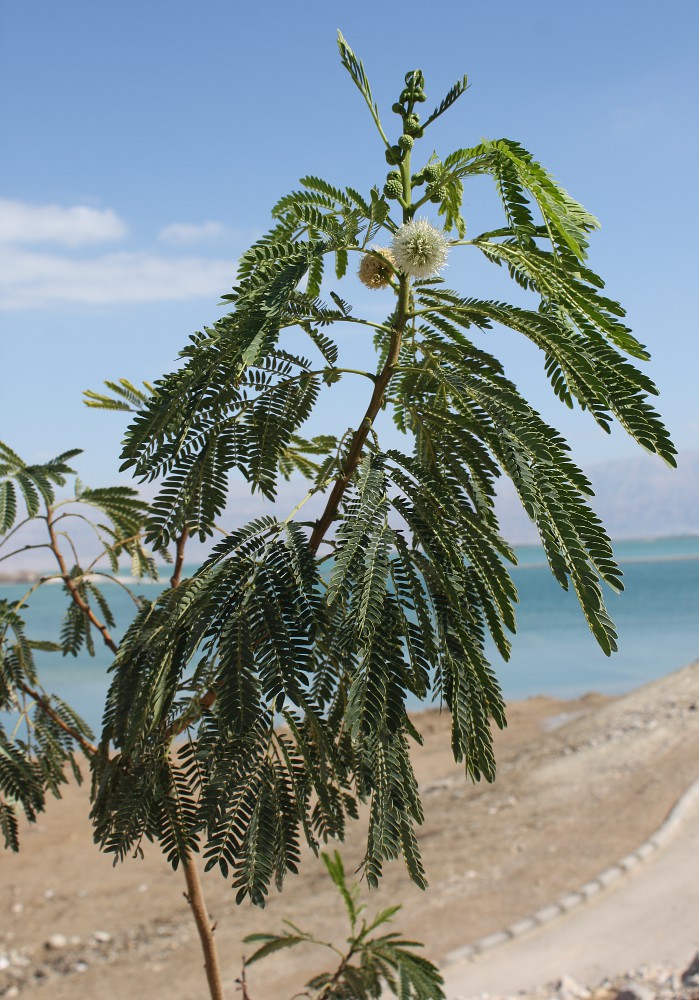 Image of Leucaena leucocephala specimen.