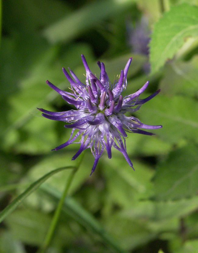 Изображение особи Phyteuma scheuchzeri.