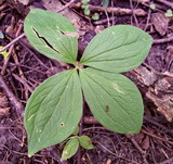 Paris quadrifolia