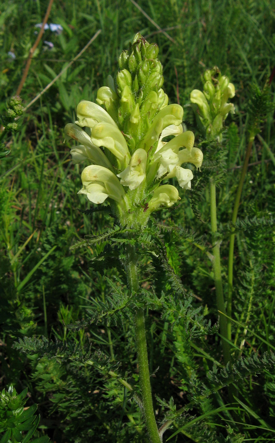 Изображение особи Pedicularis sibthorpii.