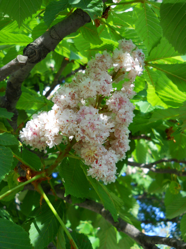 Image of Aesculus hippocastanum specimen.