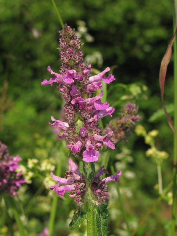 Image of Betonica officinalis specimen.