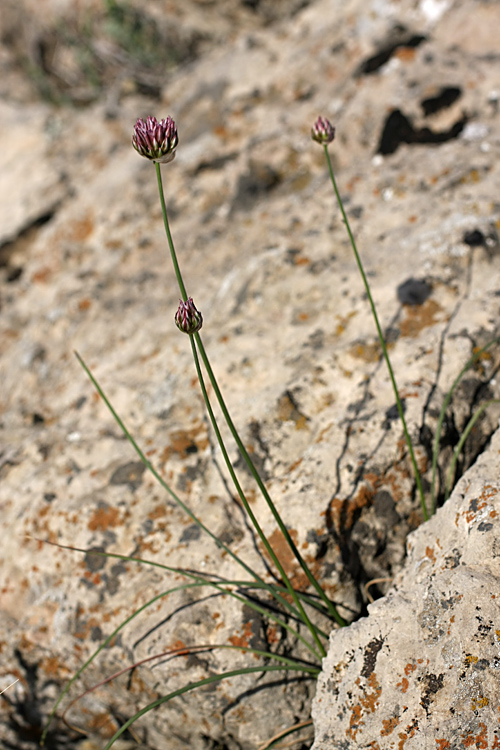 Image of Allium inconspicuum specimen.