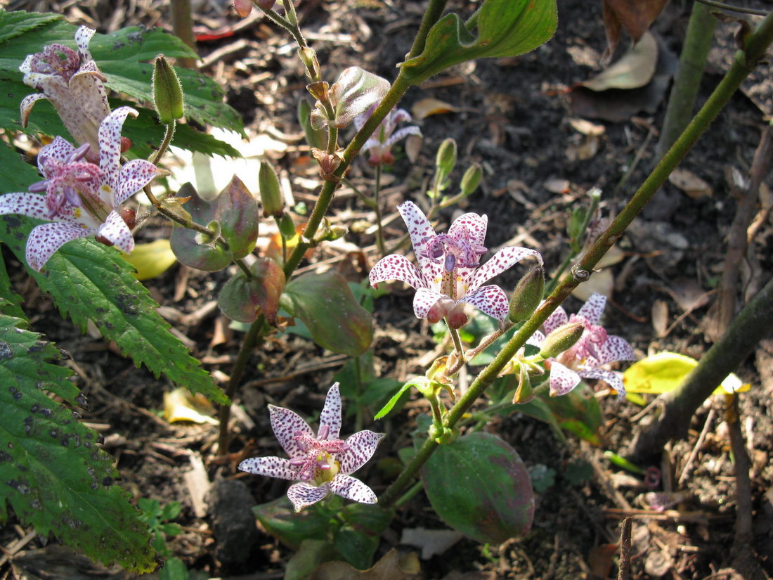 Изображение особи Tricyrtis hirta.