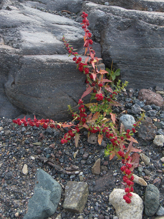 Image of Blitum virgatum specimen.