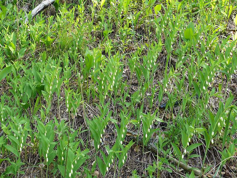 Image of Polygonatum odoratum specimen.