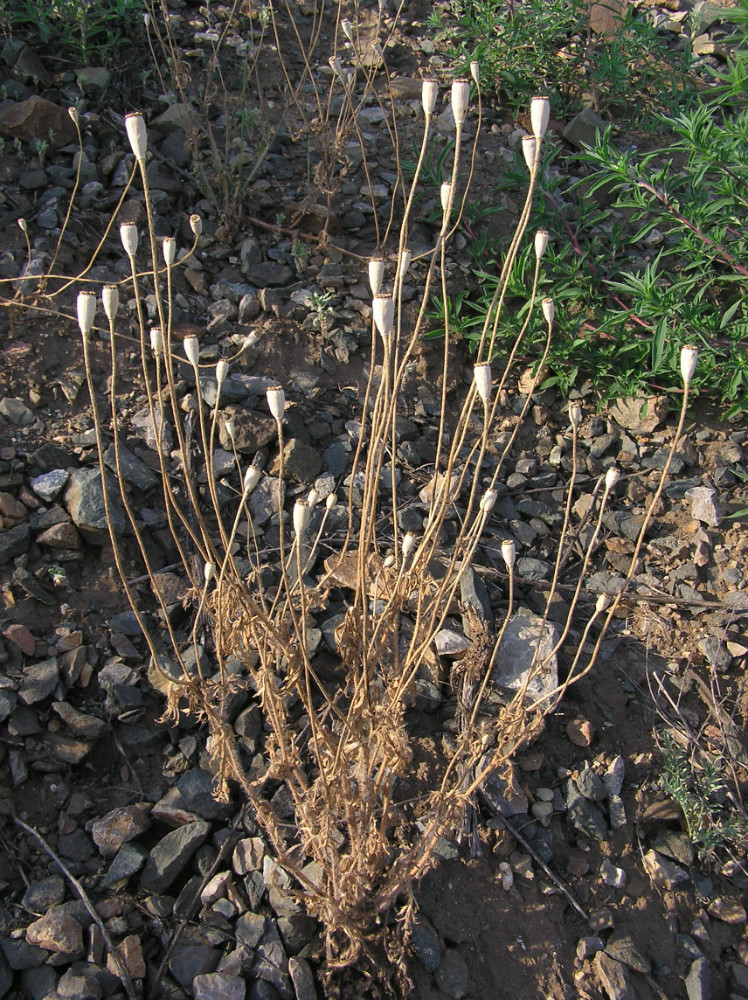 Image of Papaver dubium specimen.