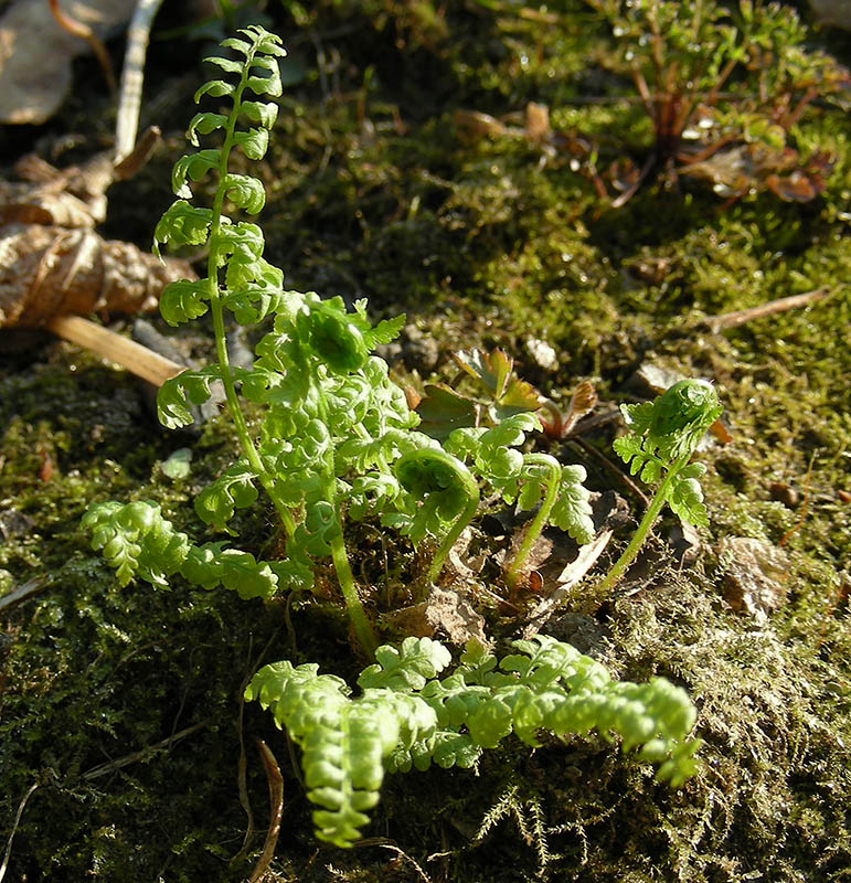 Image of Cystopteris fragilis specimen.