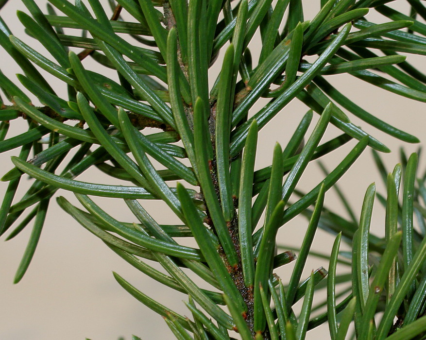 Image of Picea omorika specimen.