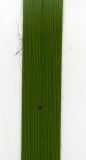 Carex pilosa. Часть листа. Курская обл., г. Железногорск. 30 июля 2007 г.