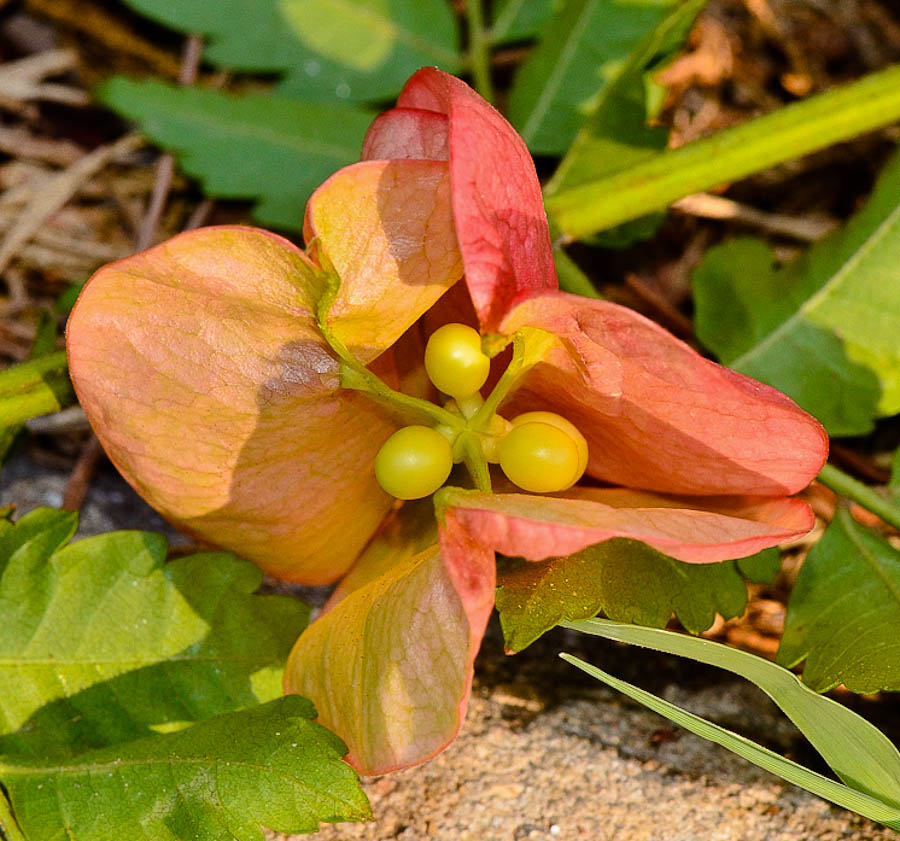 Изображение особи Koelreuteria bipinnata.