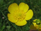 Ranunculus repens