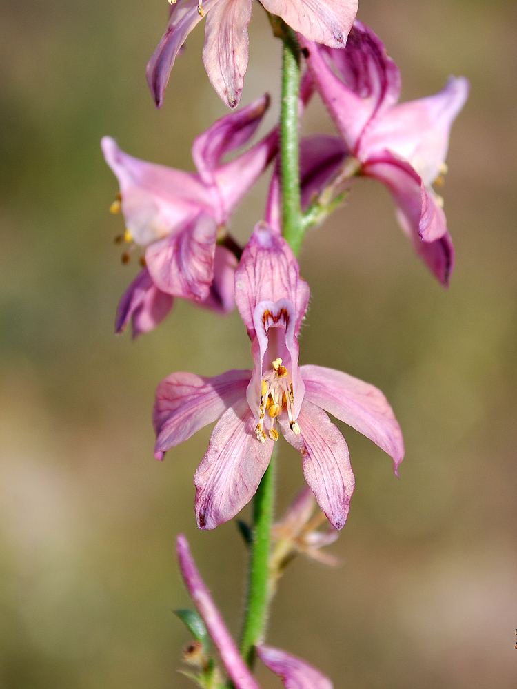 Image of Delphinium camptocarpum specimen.