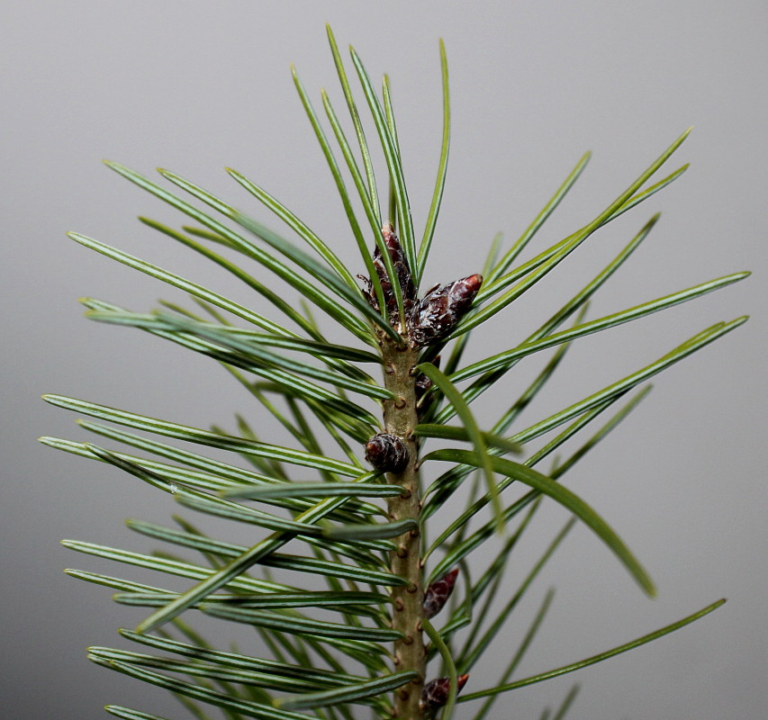 Изображение особи Pseudotsuga menziesii.