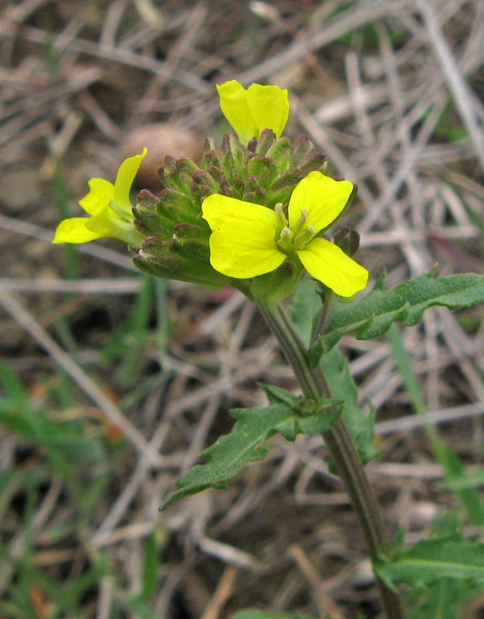 Изображение особи Erysimum cuspidatum.