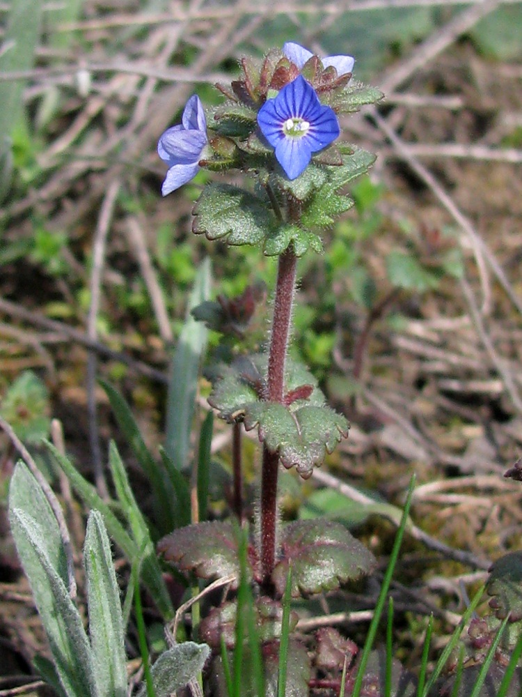 Image of Veronica praecox specimen.