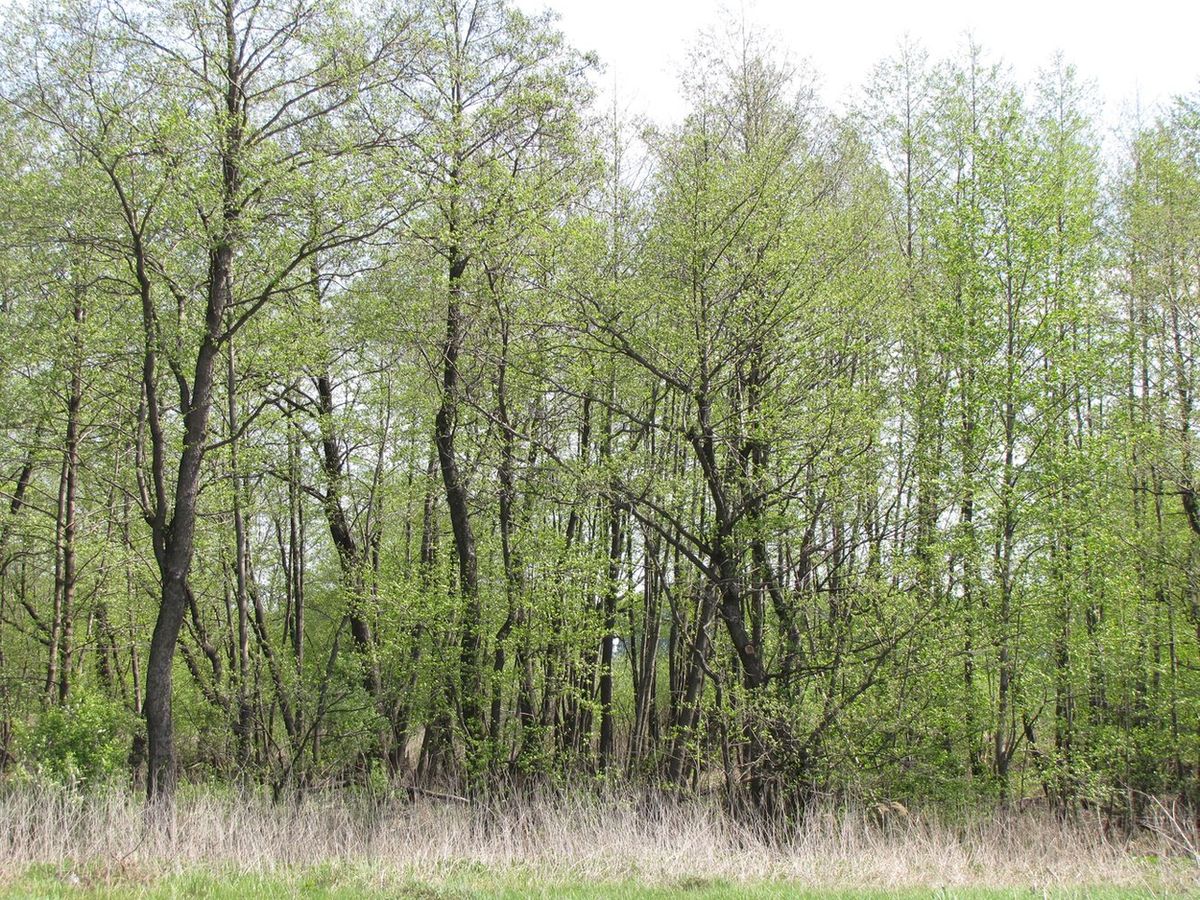 Image of Alnus glutinosa specimen.