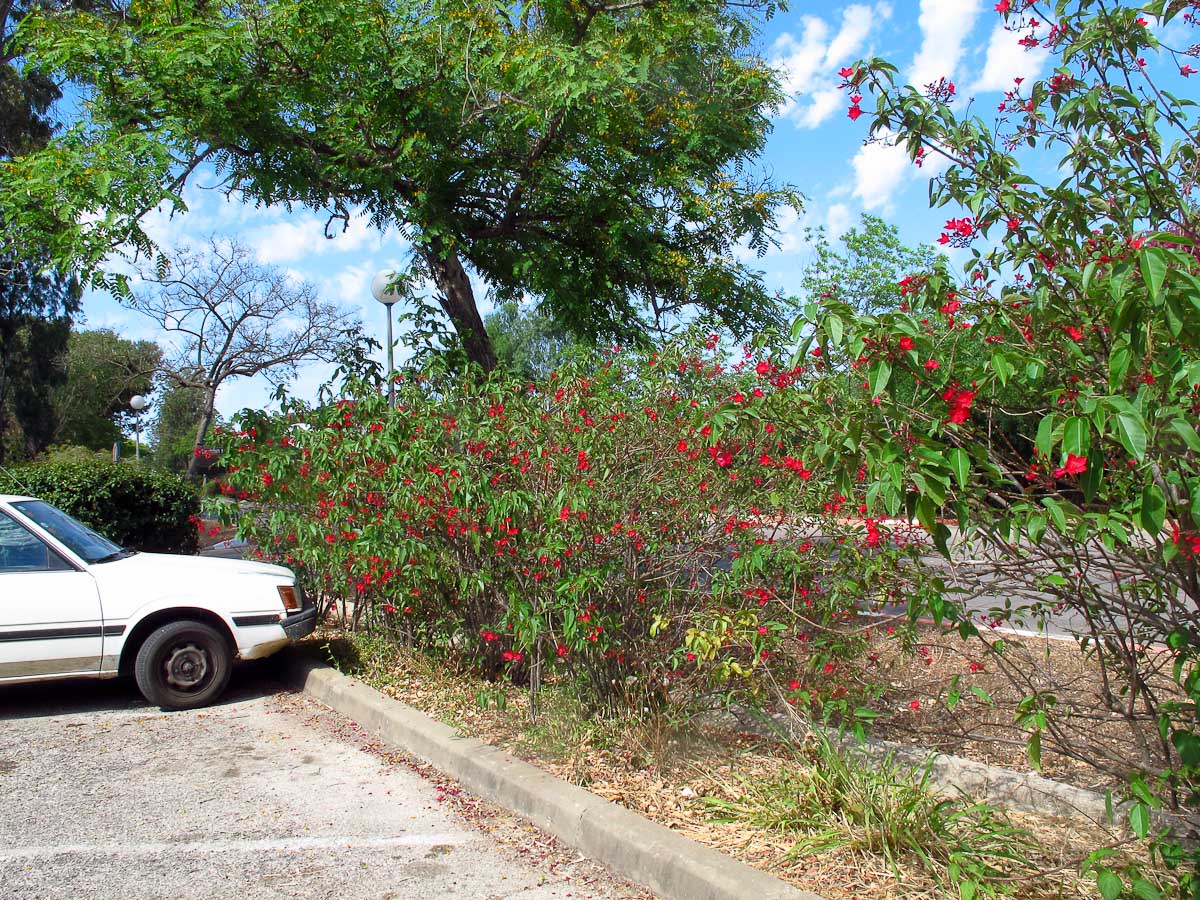 Image of Jatropha integerrima specimen.