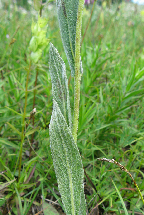 Image of Inula oculus-christi specimen.