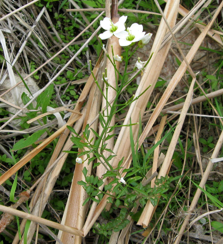 Image of Cardamine dentata specimen.