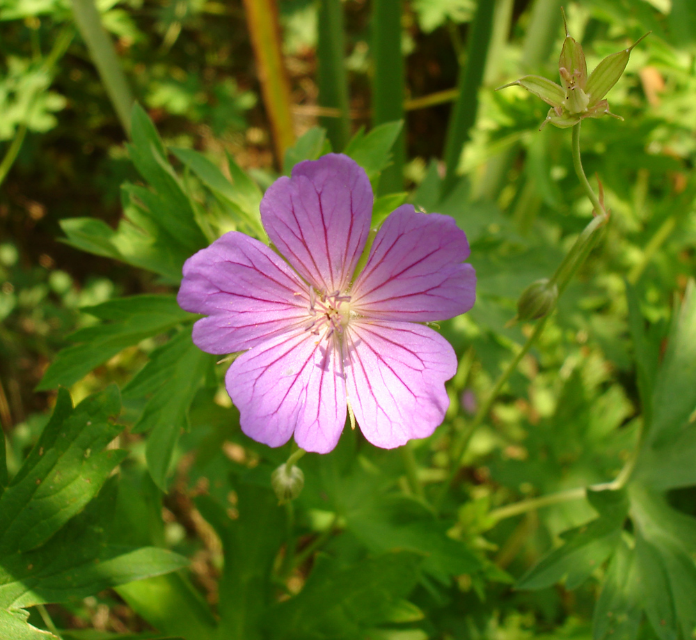 Изображение особи Geranium collinum.