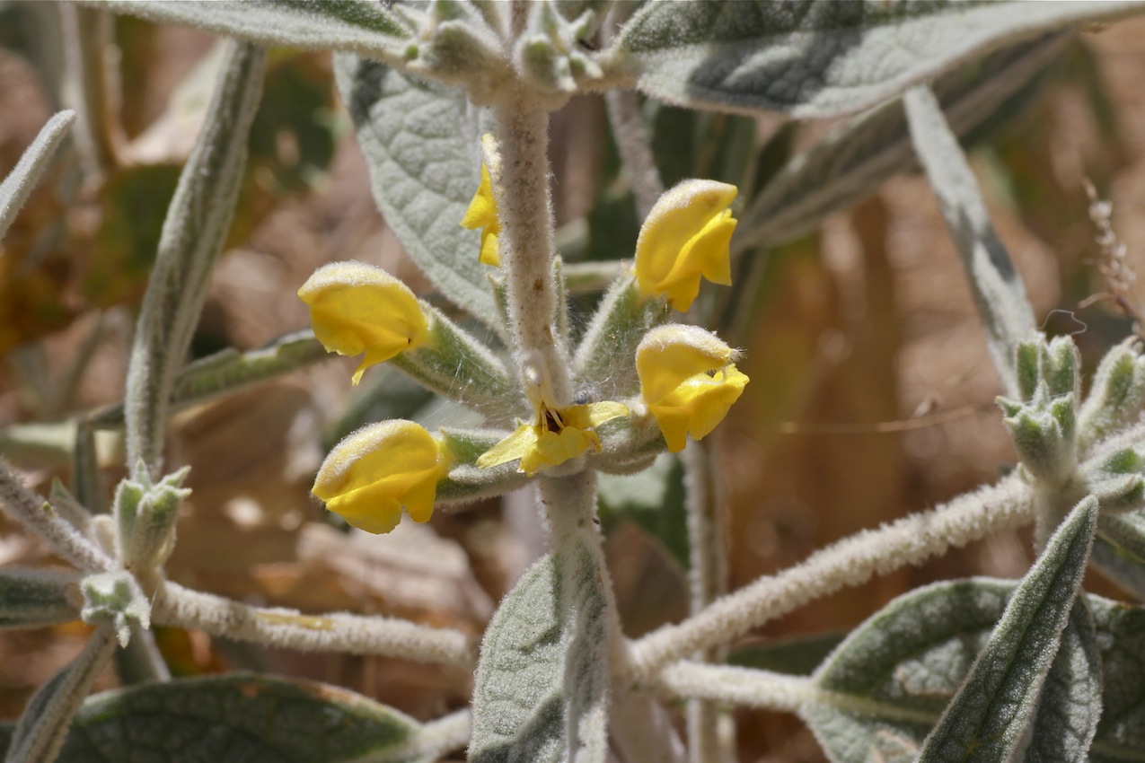 Изображение особи Phlomis bucharica.