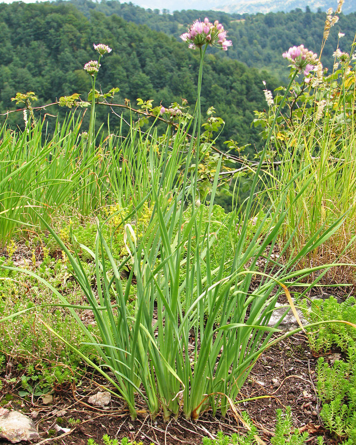 Image of Allium lusitanicum specimen.